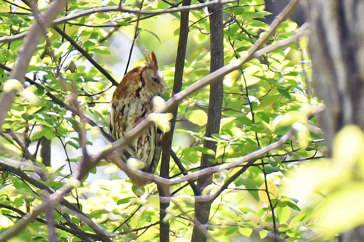 Eastern Screech-Owl - ML638983178