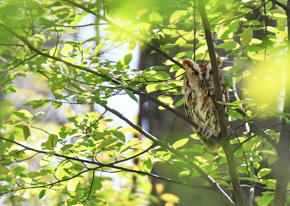 Eastern Screech-Owl - ML638983179