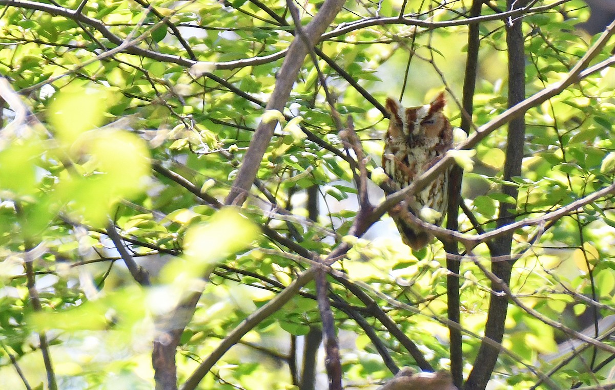 Eastern Screech-Owl - ML638983180