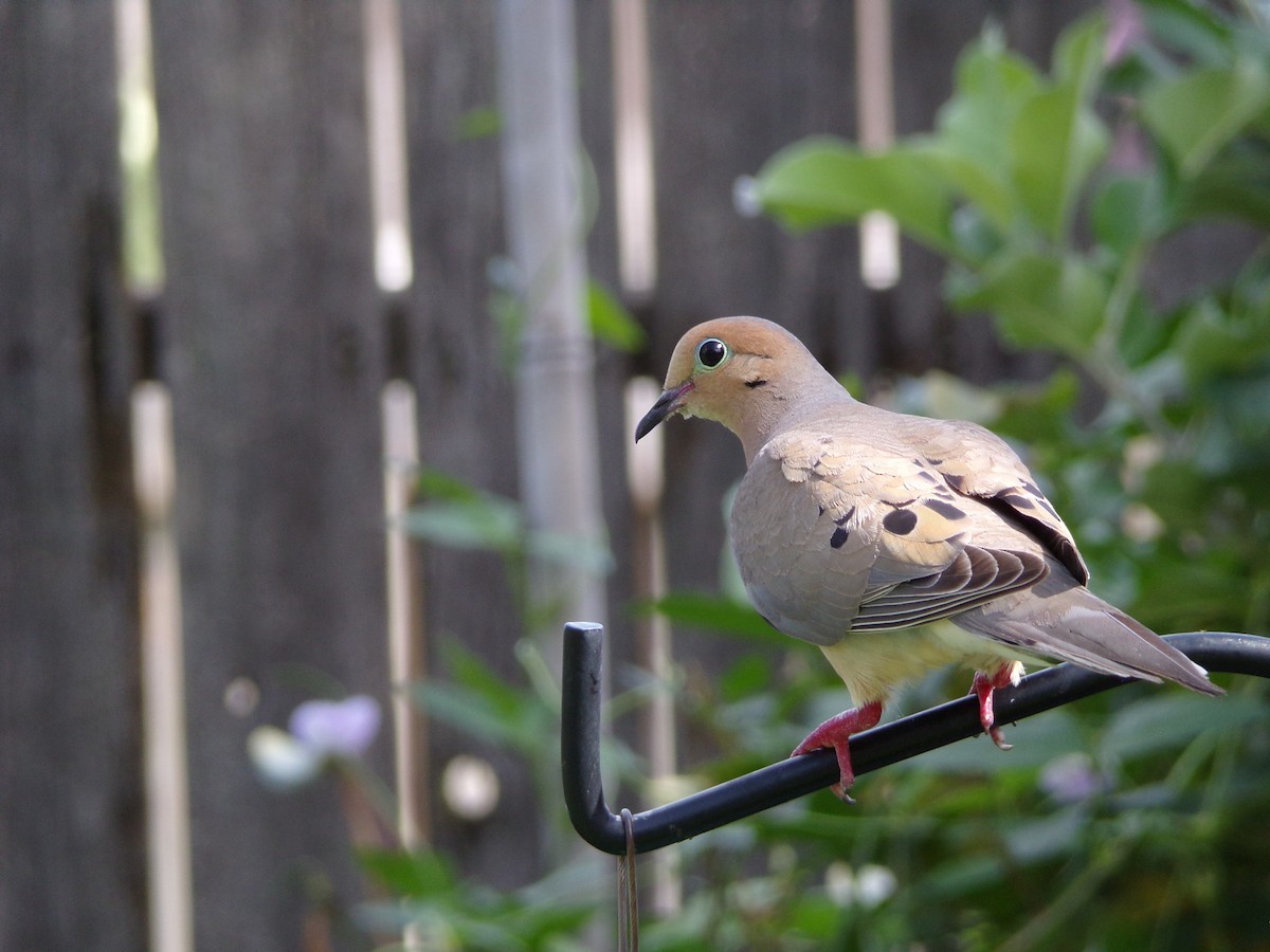 Mourning Dove - ML638983193