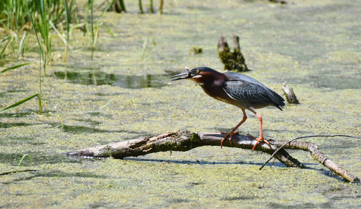 Green Heron - ML638983194