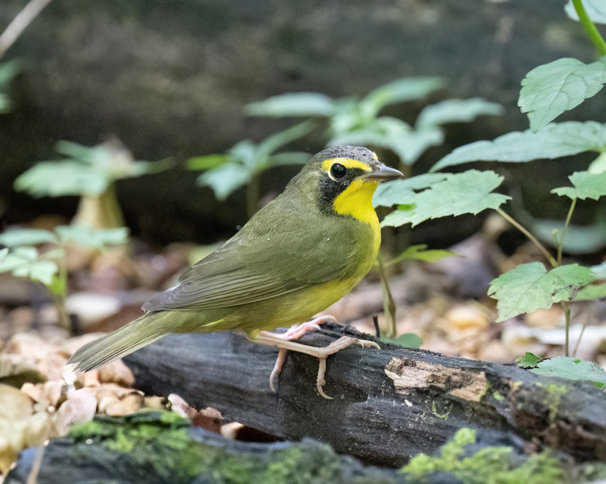 Kentucky Warbler - ML638983195