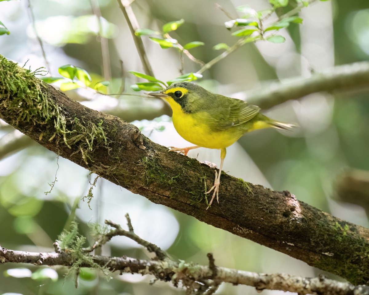 Kentucky Warbler - ML638983196