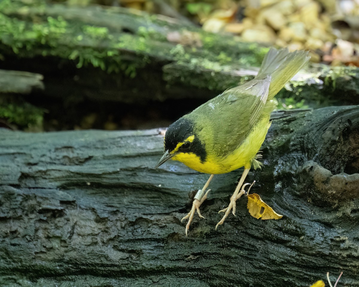 Kentucky Warbler - ML638983197