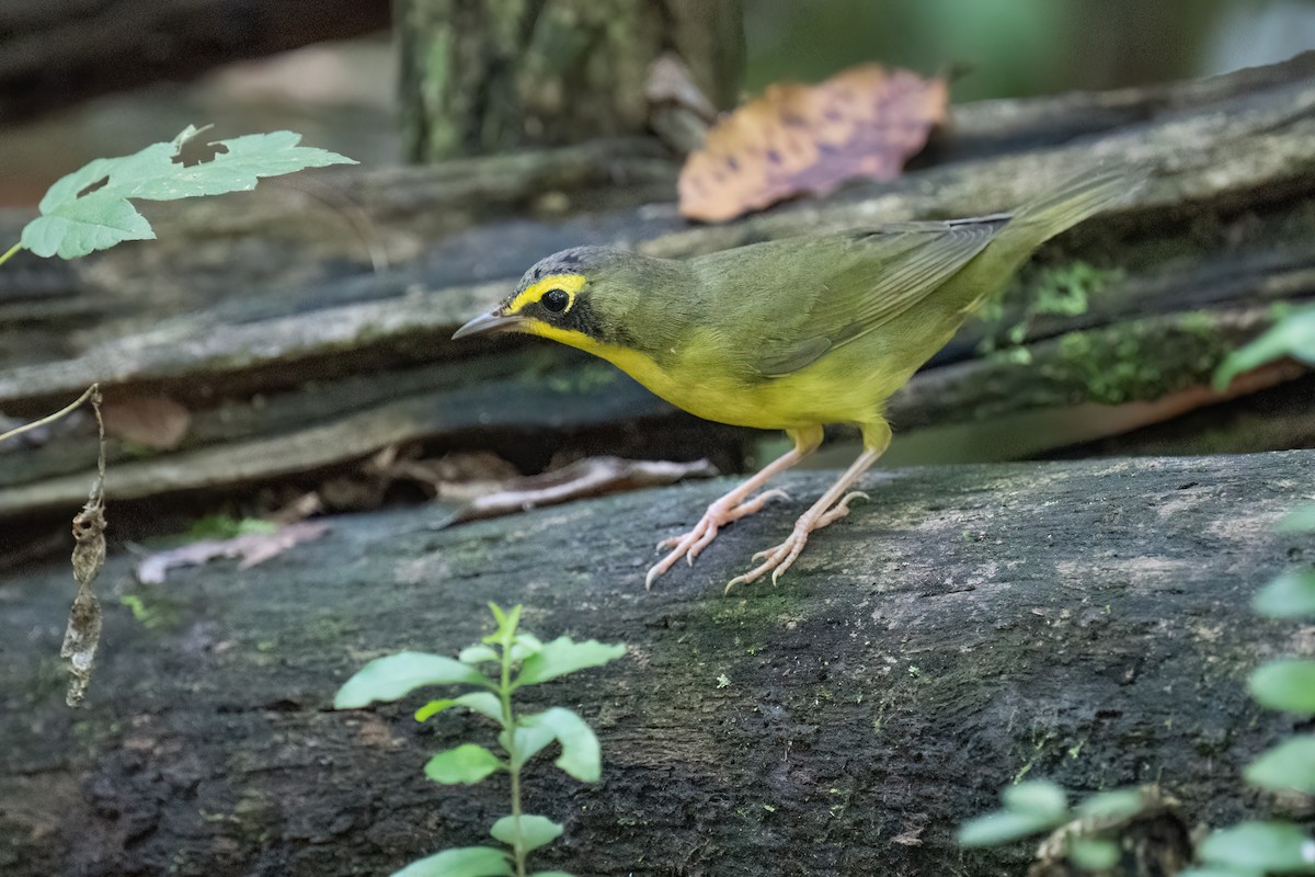 Kentucky Warbler - ML638983199