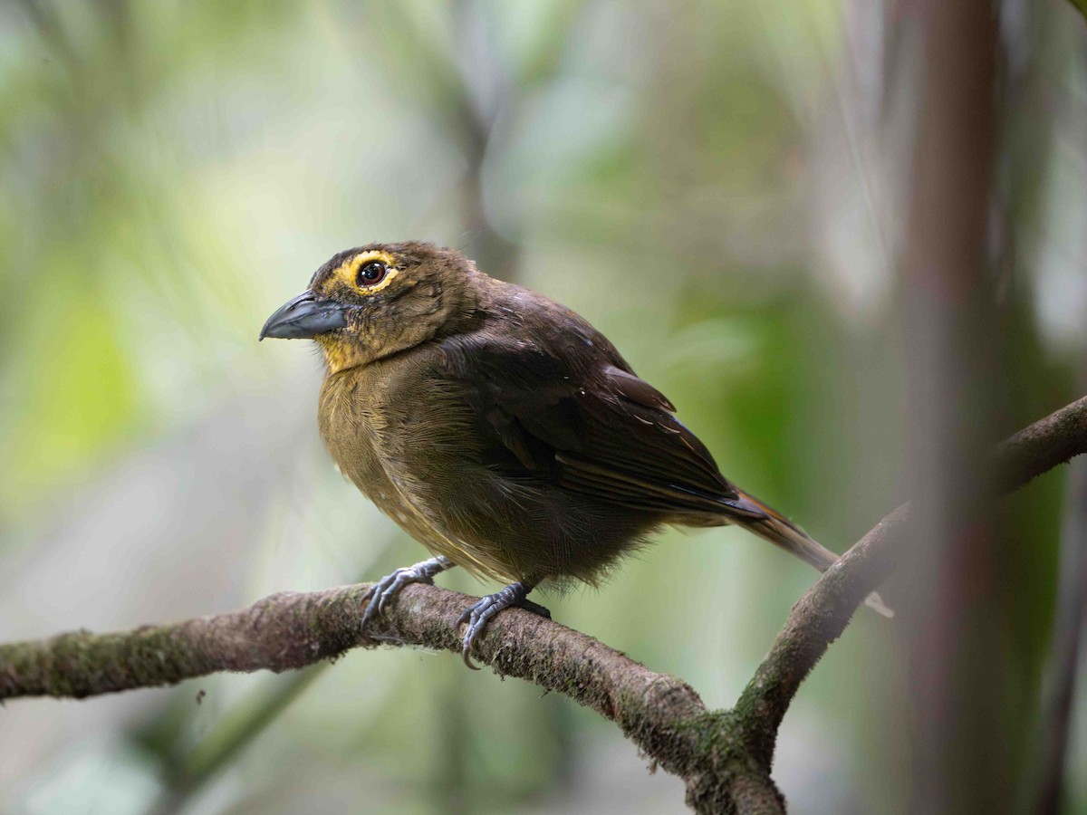 Lemon-spectacled Tanager - ML638983228