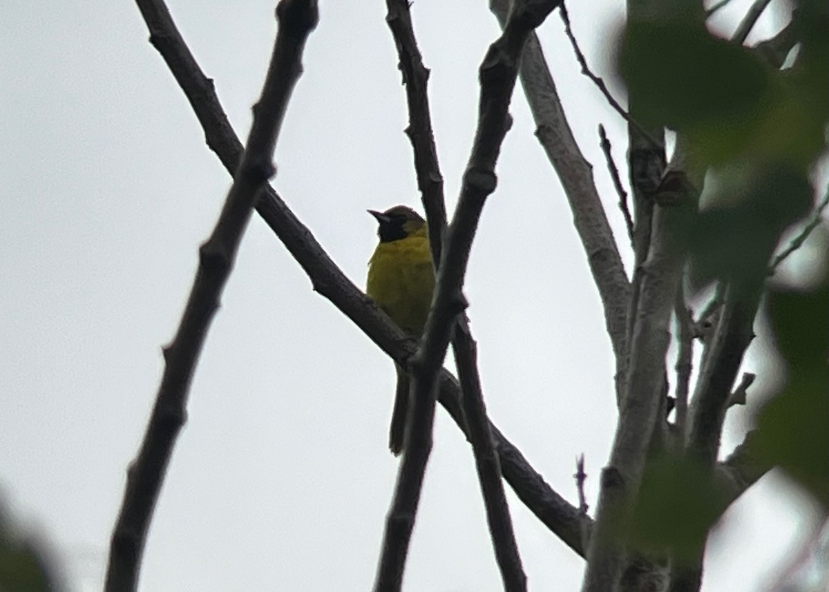 Orchard Oriole - ML638983321