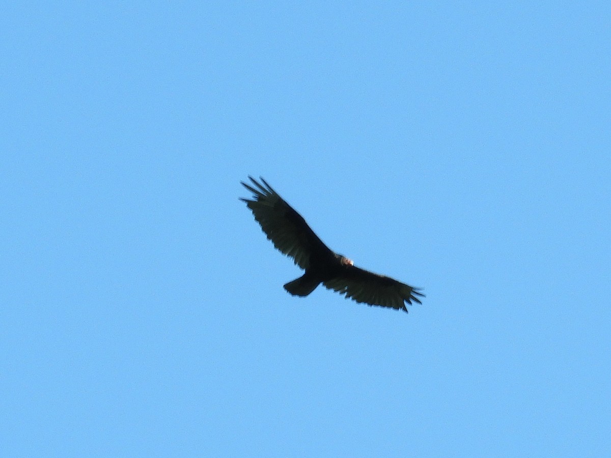 Turkey Vulture - ML638983337