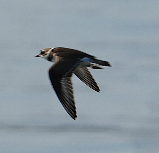 Semipalmated Plover - ML638983352