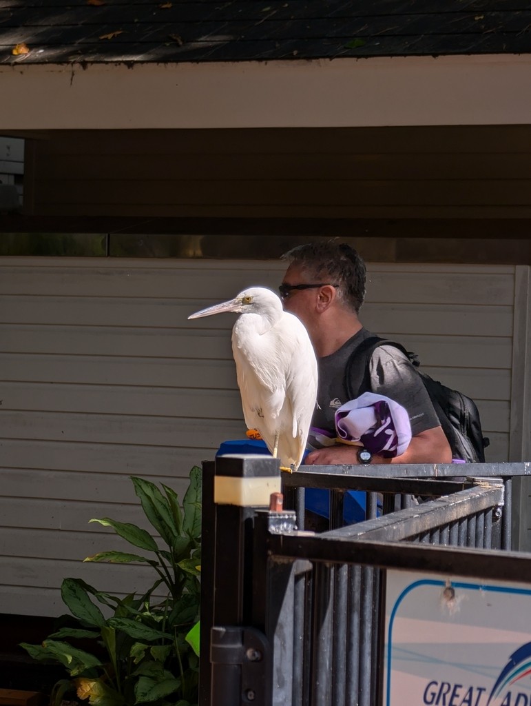 Pacific Reef-Heron - ML638983376