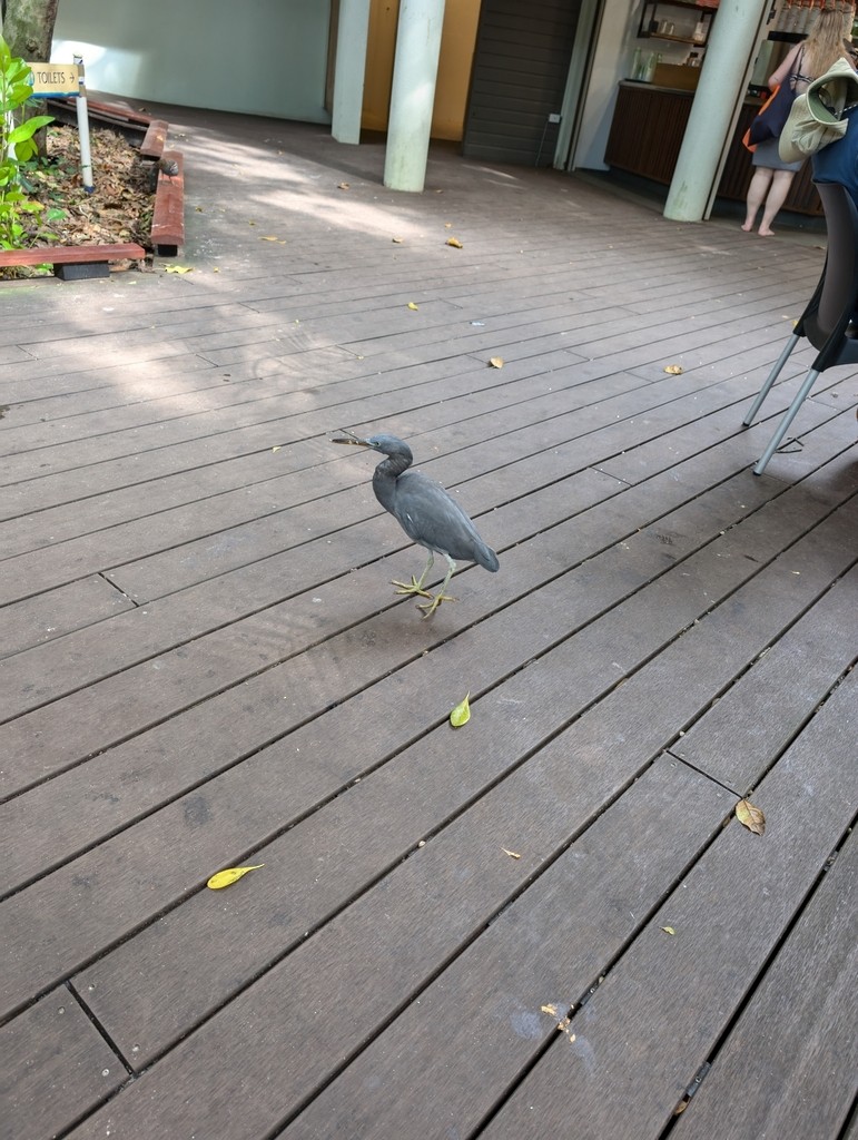 Pacific Reef-Heron - ML638983378