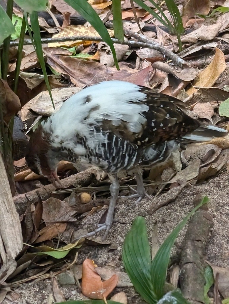 Buff-banded Rail - ML638983380
