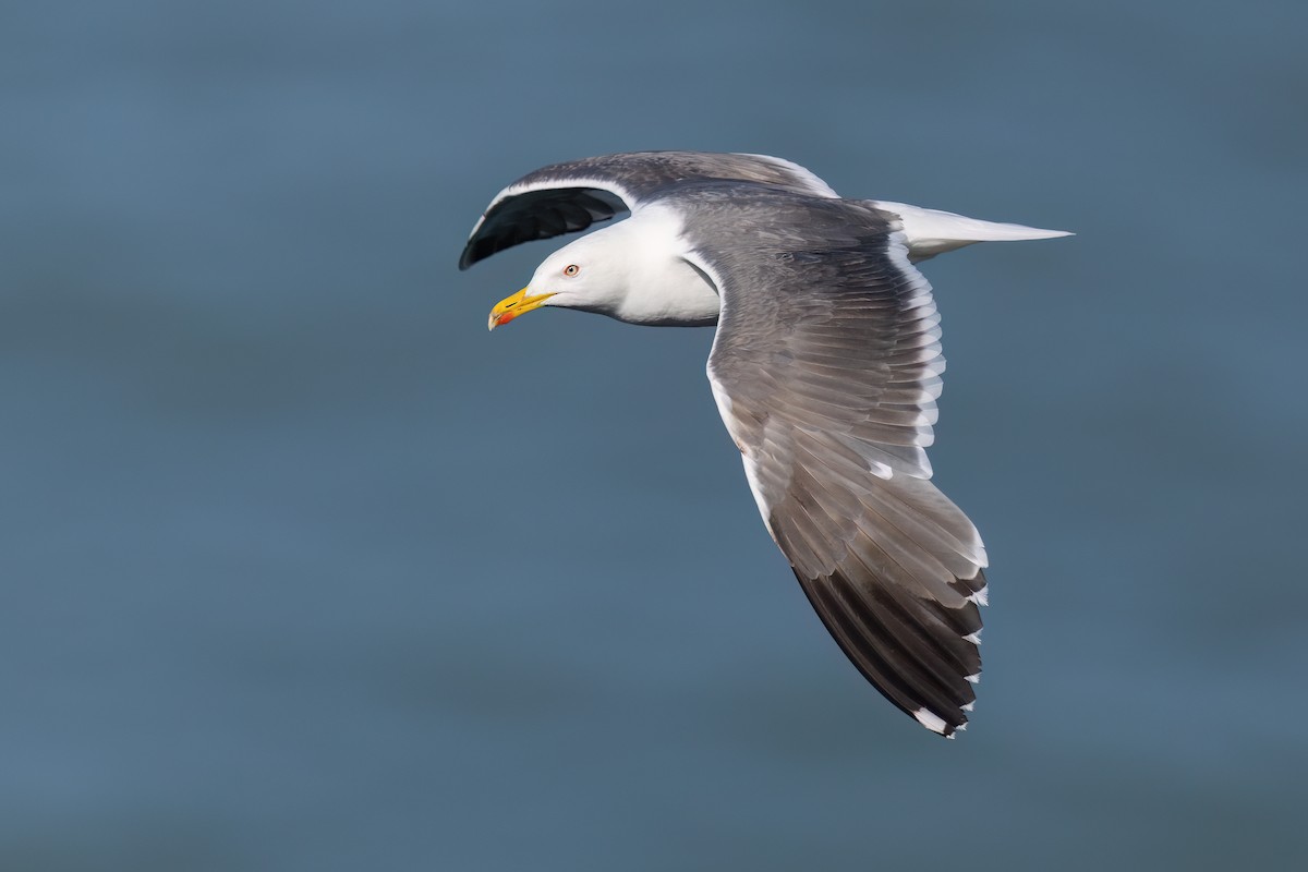 Lesser Black-backed Gull (graellsii) - ML638983421