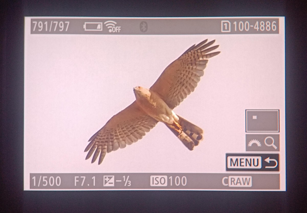 Shikra - ML638983427