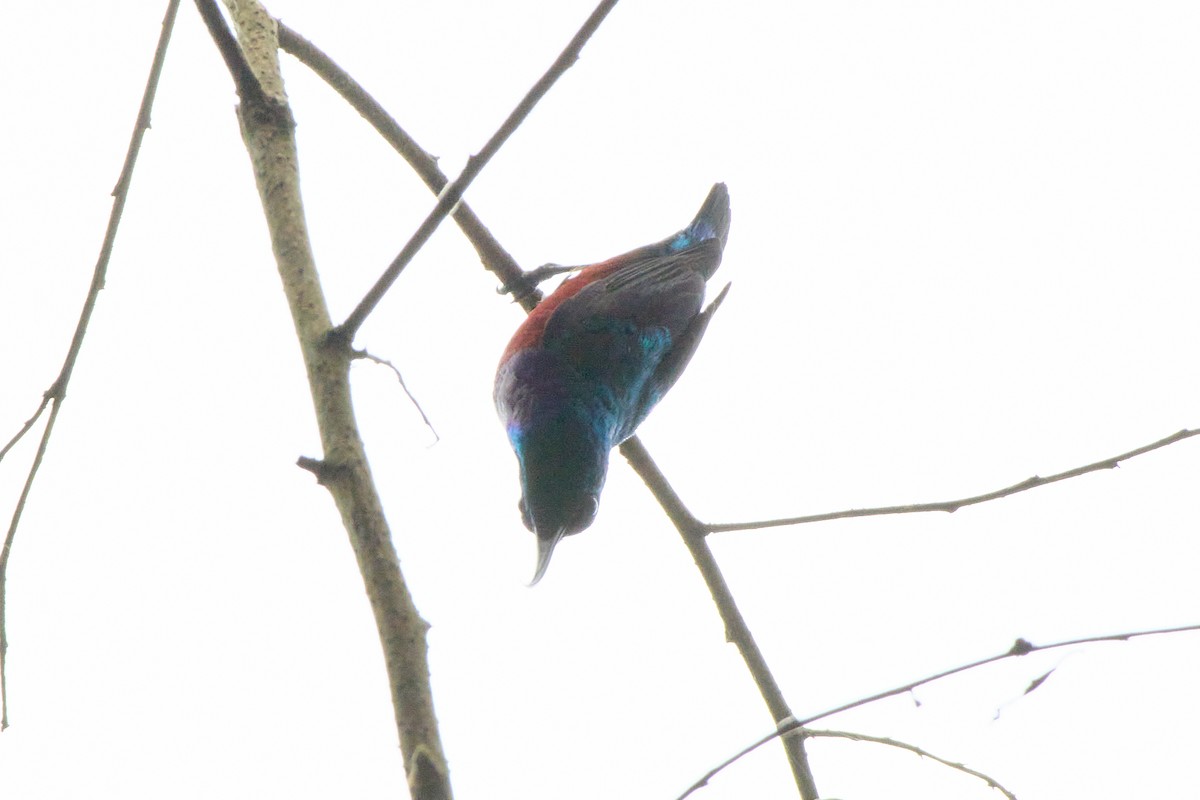 Johanna's Sunbird - ML638983430