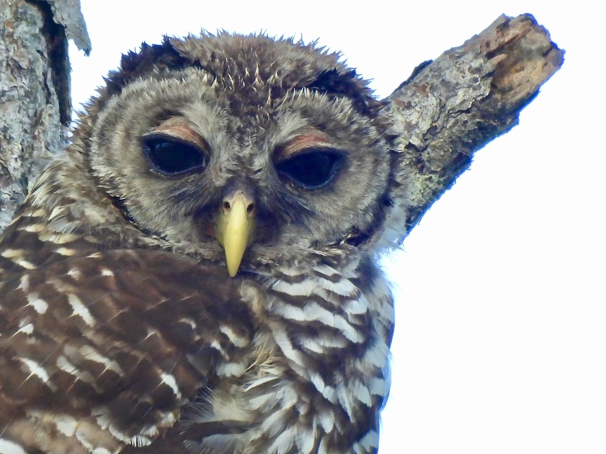 Barred Owl - ML638983443