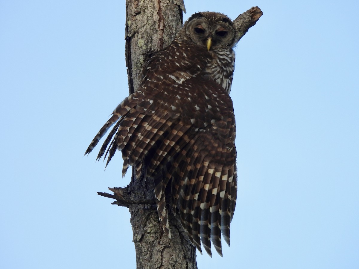 Barred Owl - ML638983444