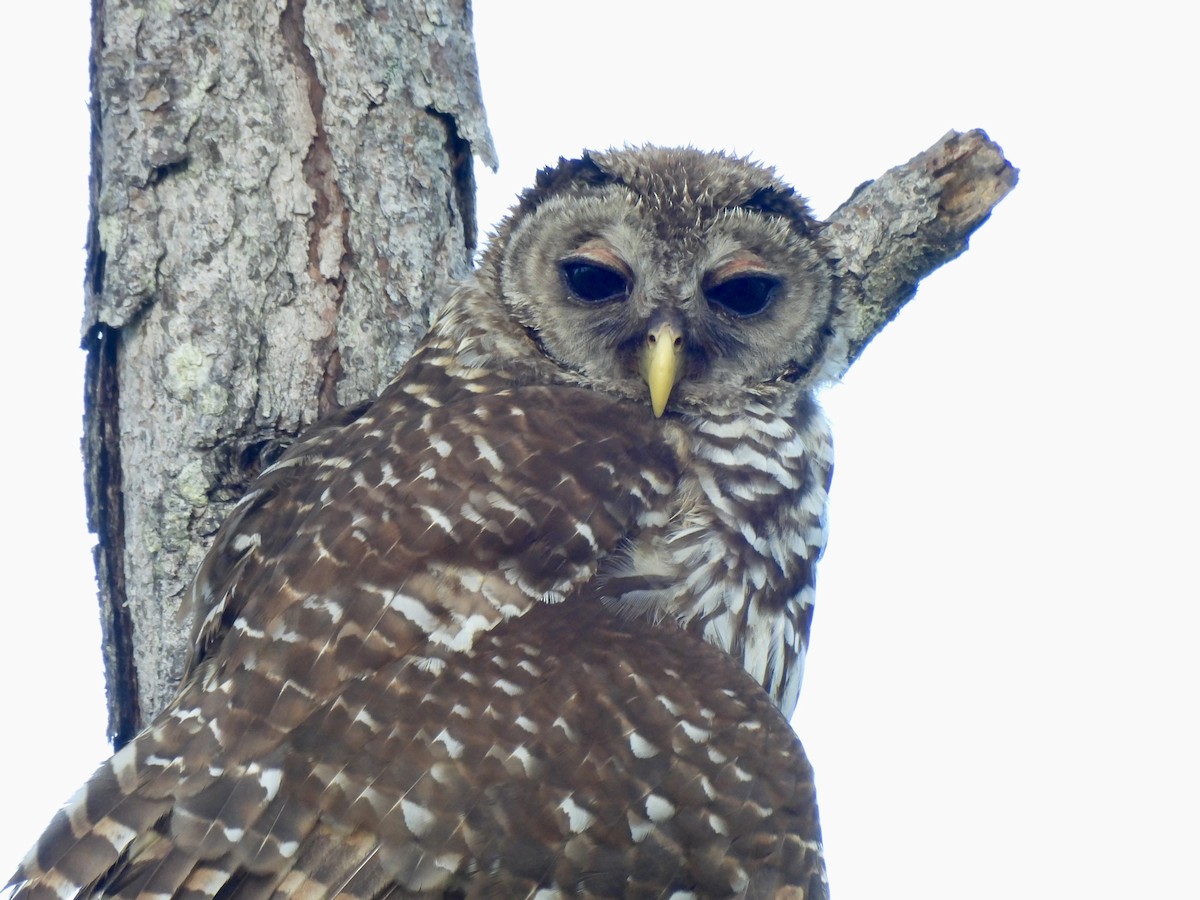 Barred Owl - ML638983445