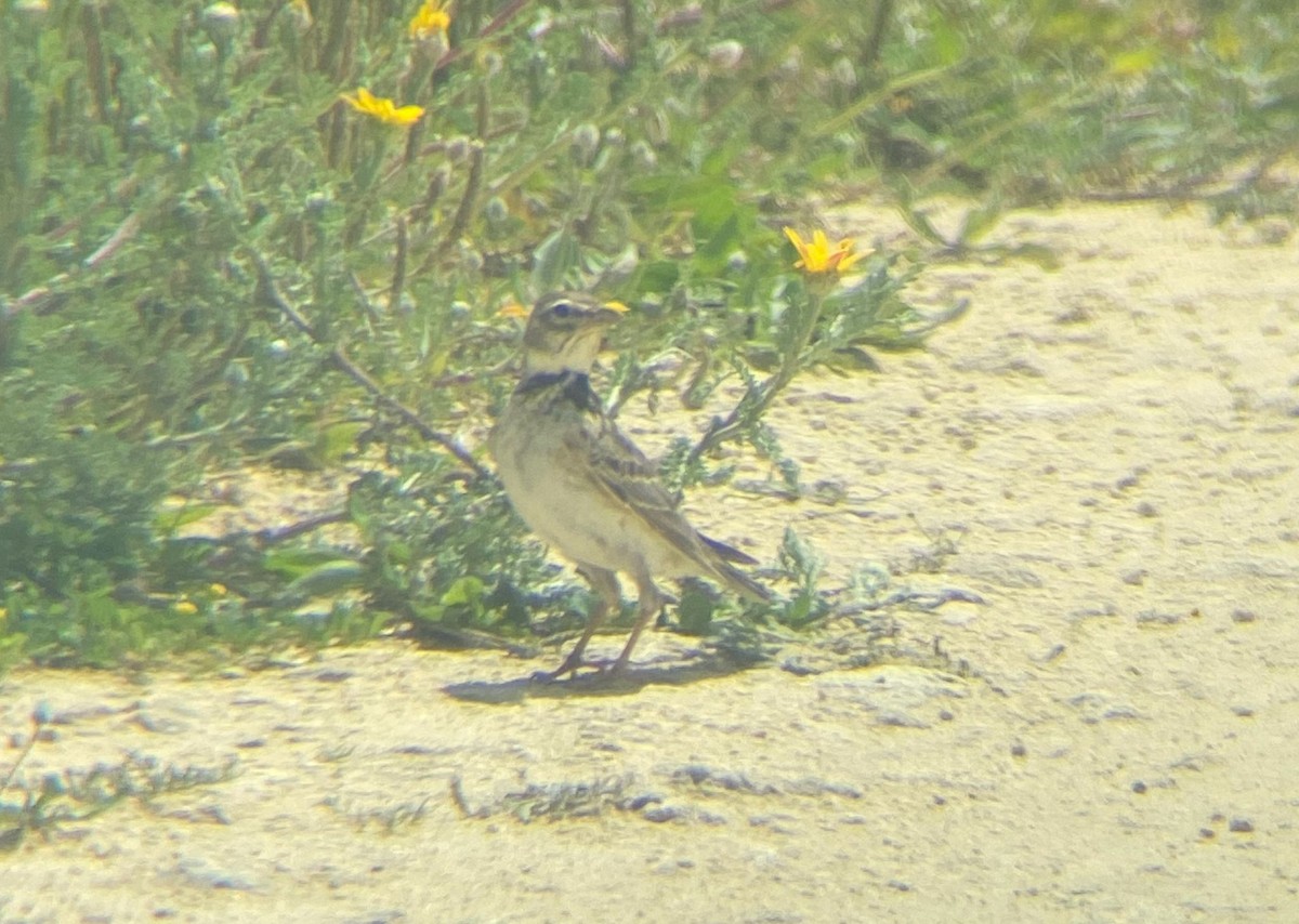 Calandria Común - ML638983449