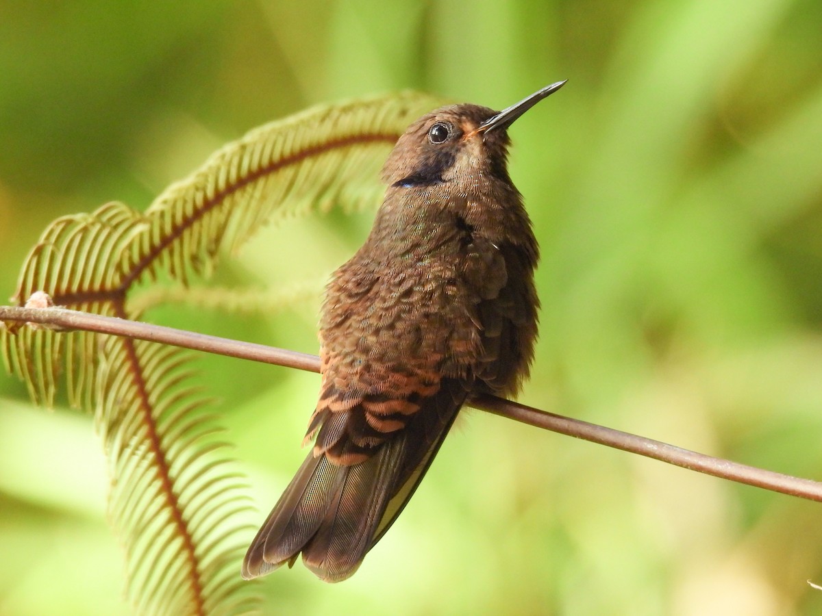 Brown Violetear - ML638983478