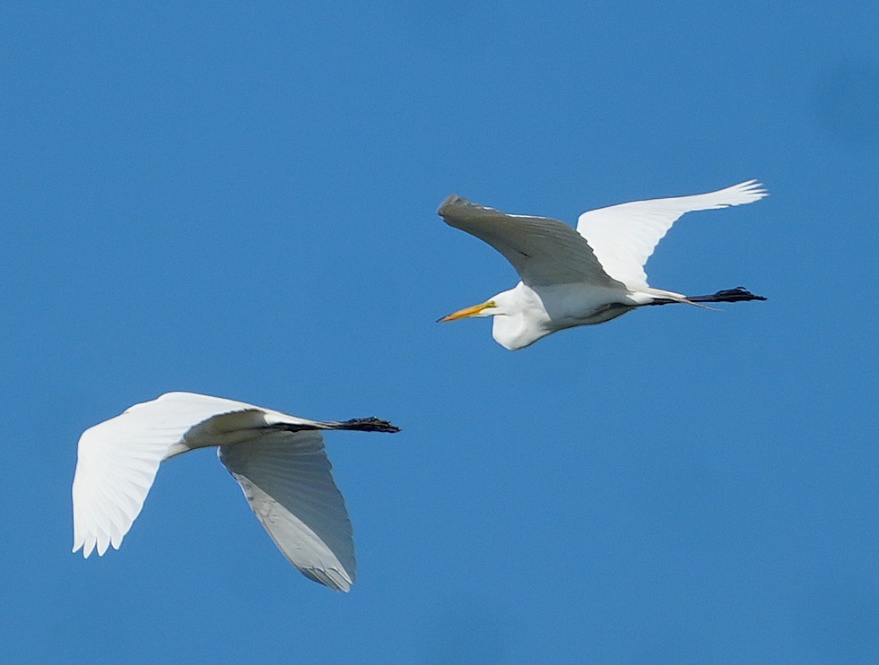 Great Egret - ML638983482