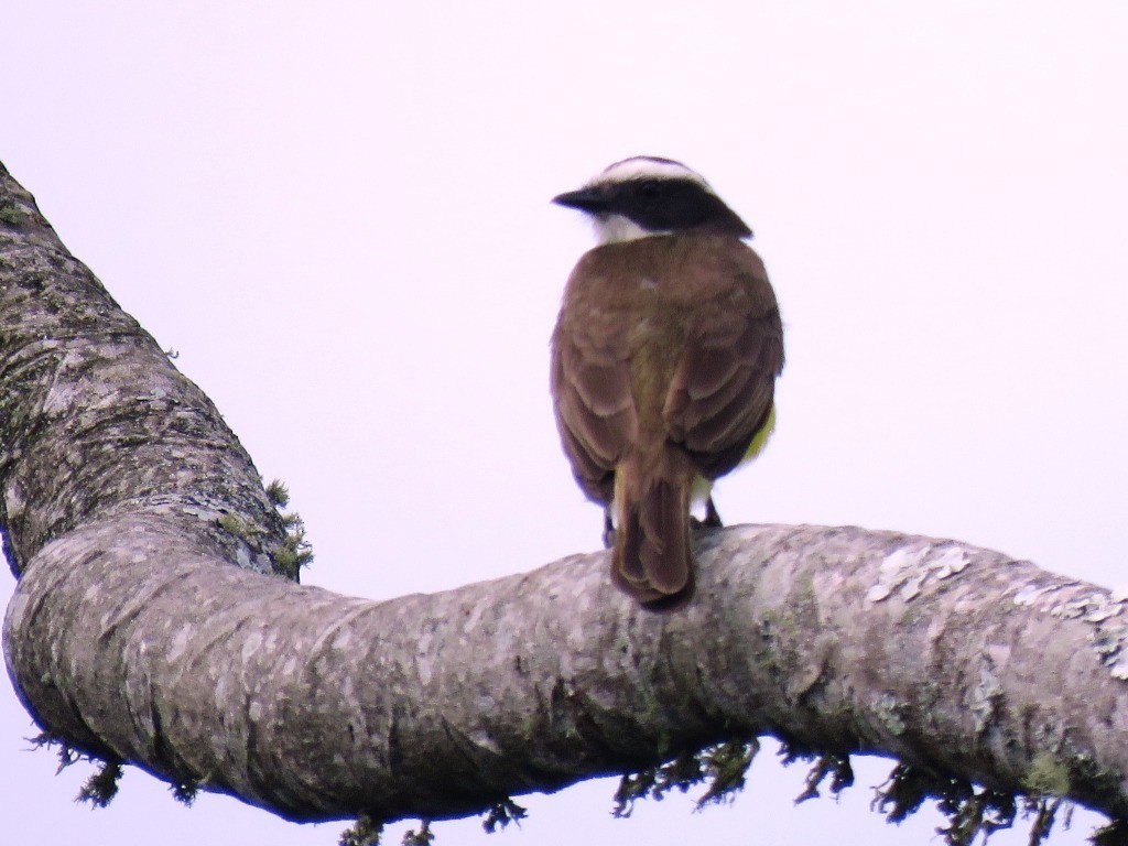 Rusty-margined Flycatcher - ML638983511
