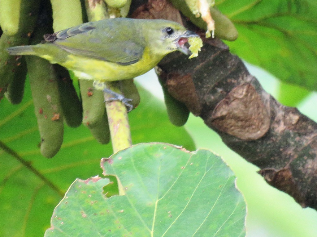 Thick-billed Euphonia - ML638983540