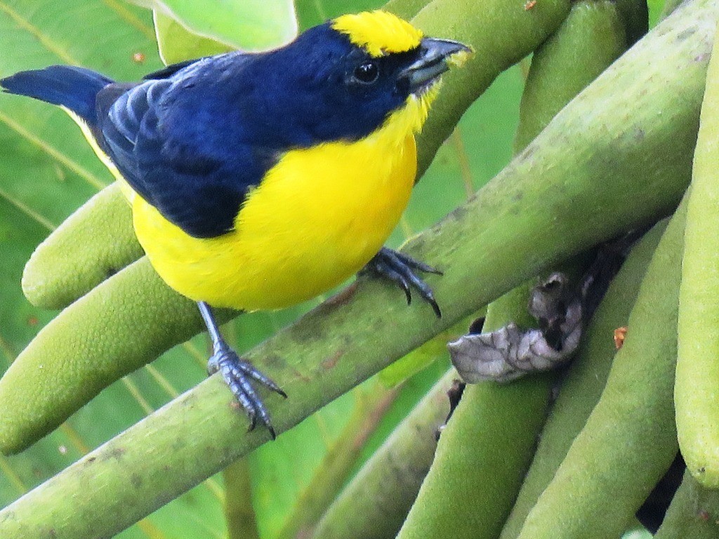 Thick-billed Euphonia - ML638983541