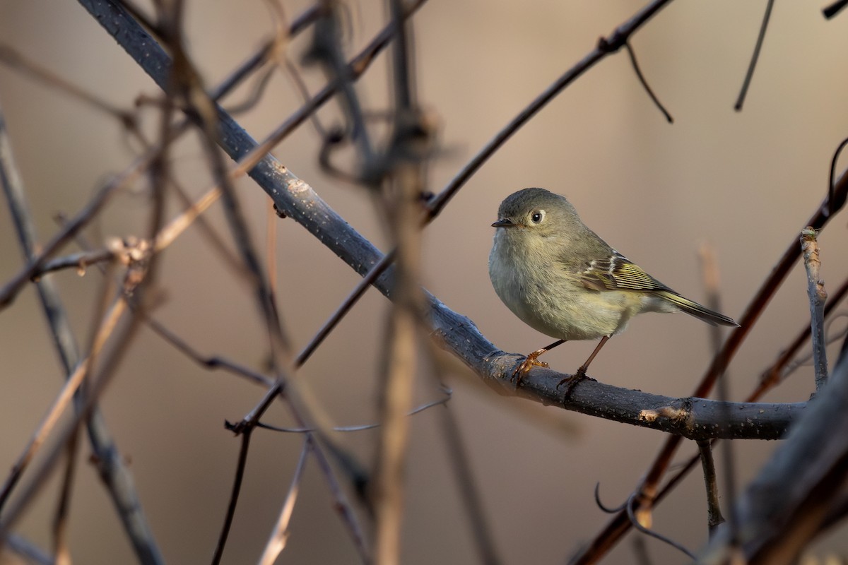 Ruby-crowned Kinglet - ML638983542