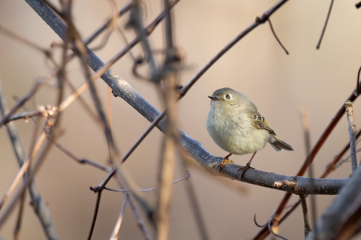 Ruby-crowned Kinglet - ML638983543