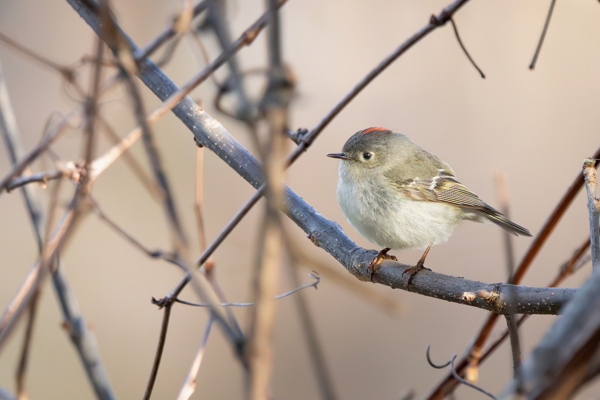 Ruby-crowned Kinglet - ML638983544