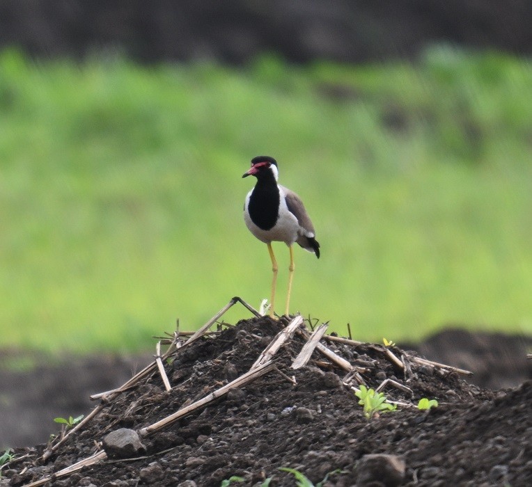Red-wattled Lapwing - ML638983561