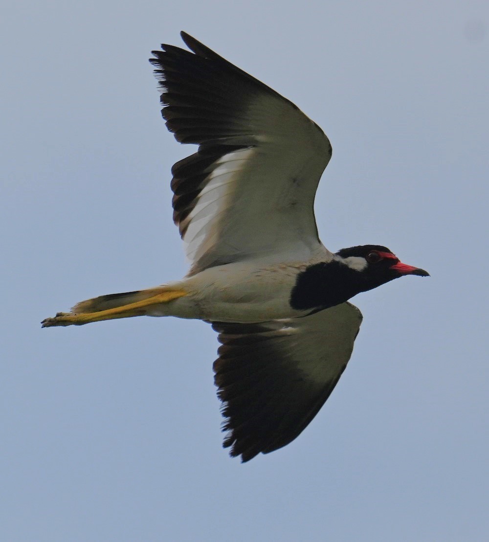 Red-wattled Lapwing - ML638983562