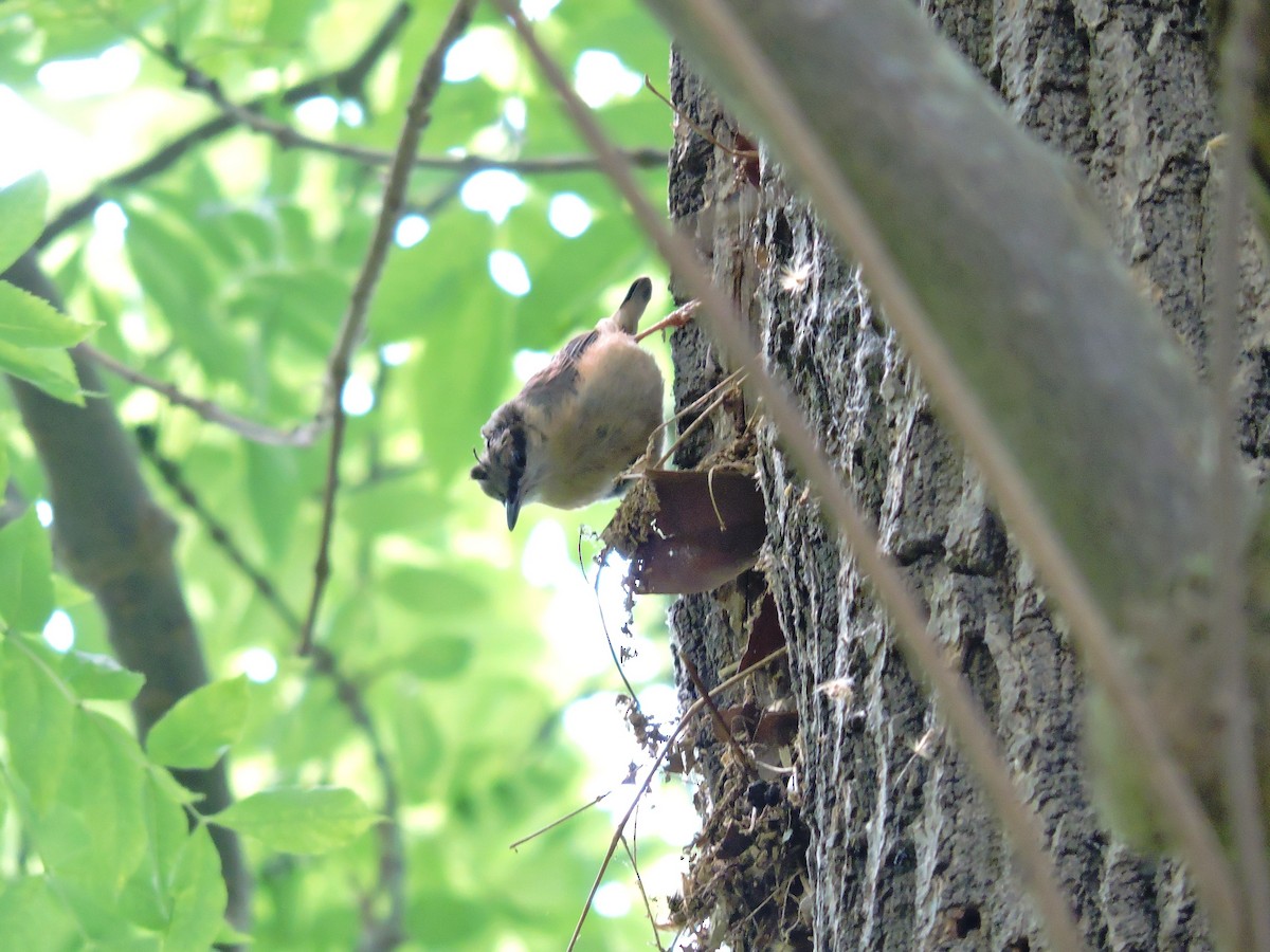Eurasian Nuthatch - ML638983564