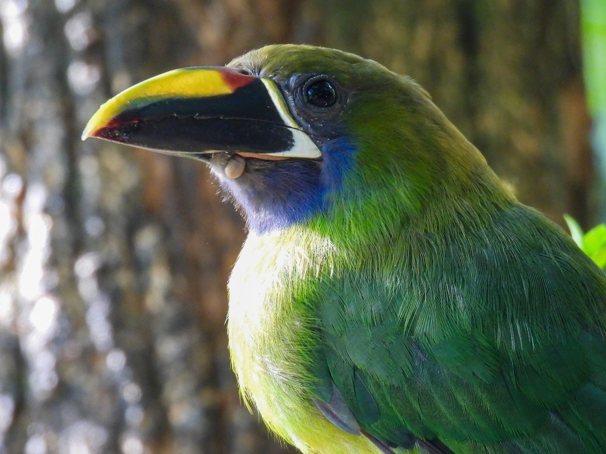 Northern Emerald-Toucanet - ML638983582