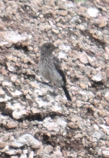 Pied Bushchat - ML638983603