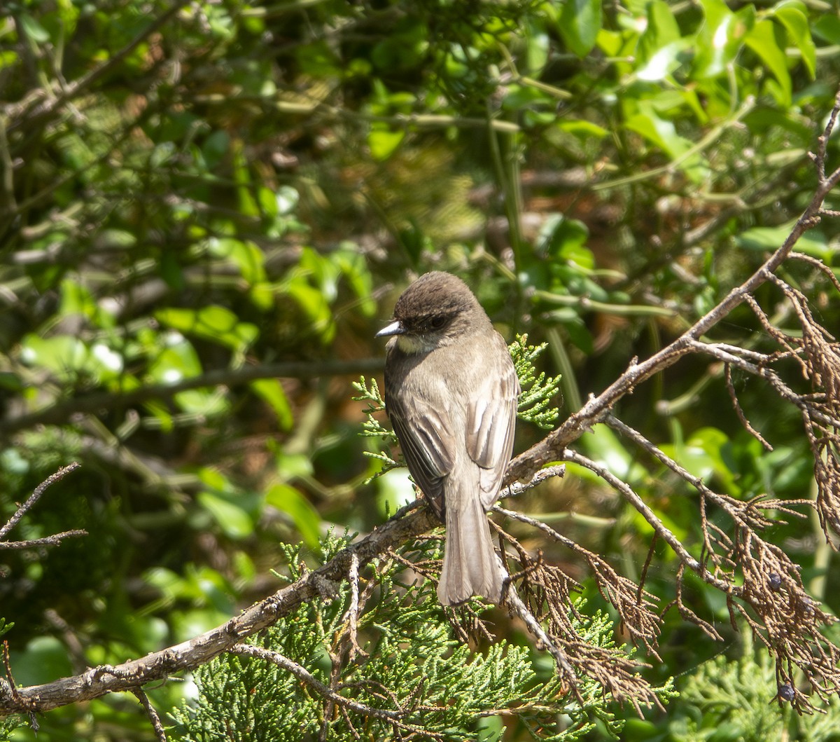Eastern Phoebe - ML638983618