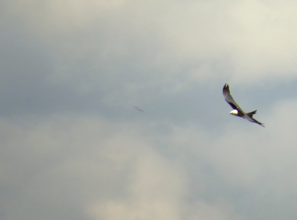 Swallow-tailed Kite - ML638983626