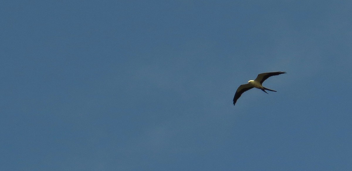 Swallow-tailed Kite - ML638983627