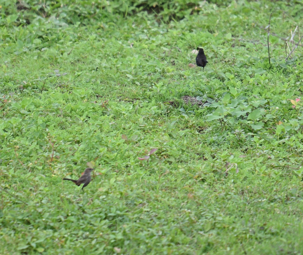 Indian Robin - ML638983628