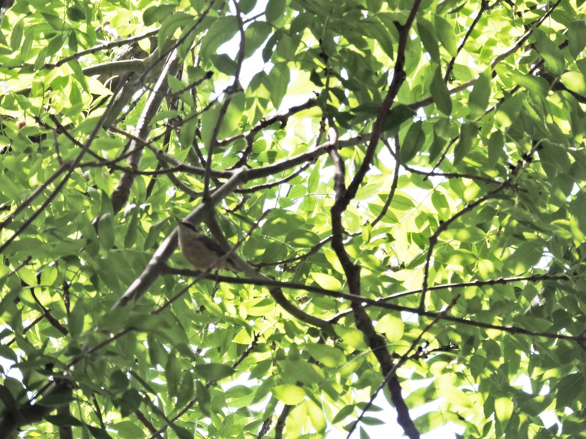 Eurasian Nuthatch - ML638983633