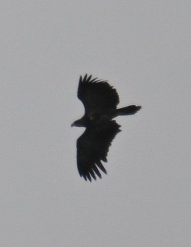 Tawny Eagle - ML638983635