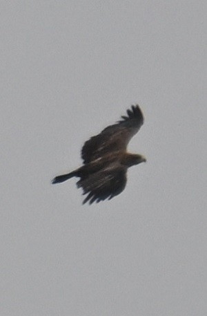 Tawny Eagle - ML638983636