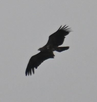 Tawny Eagle - ML638983637