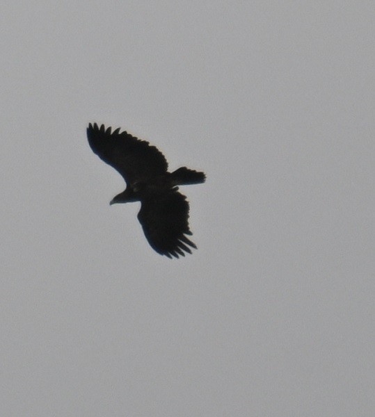 Tawny Eagle - ML638983638