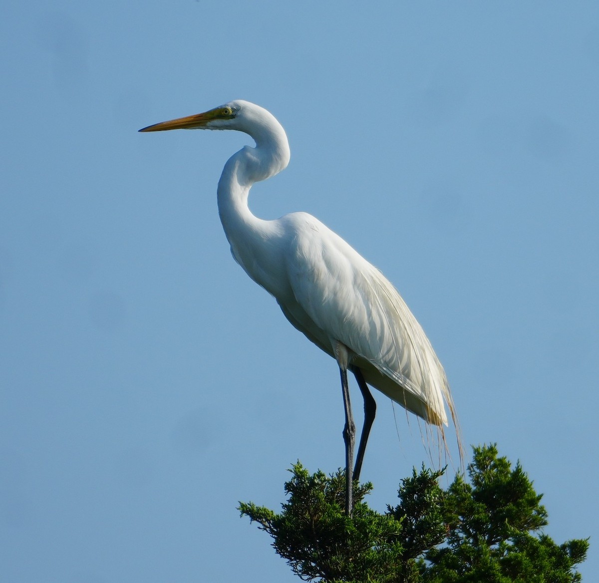 Grande Aigrette - ML638983639