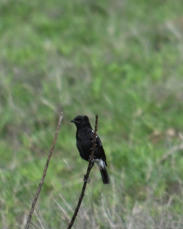 Pied Bushchat - ML638983640