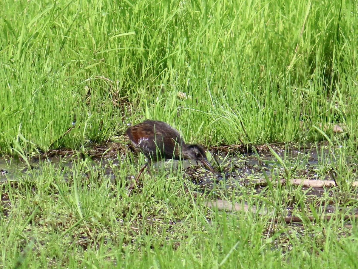 Virginia Rail - ML638983641