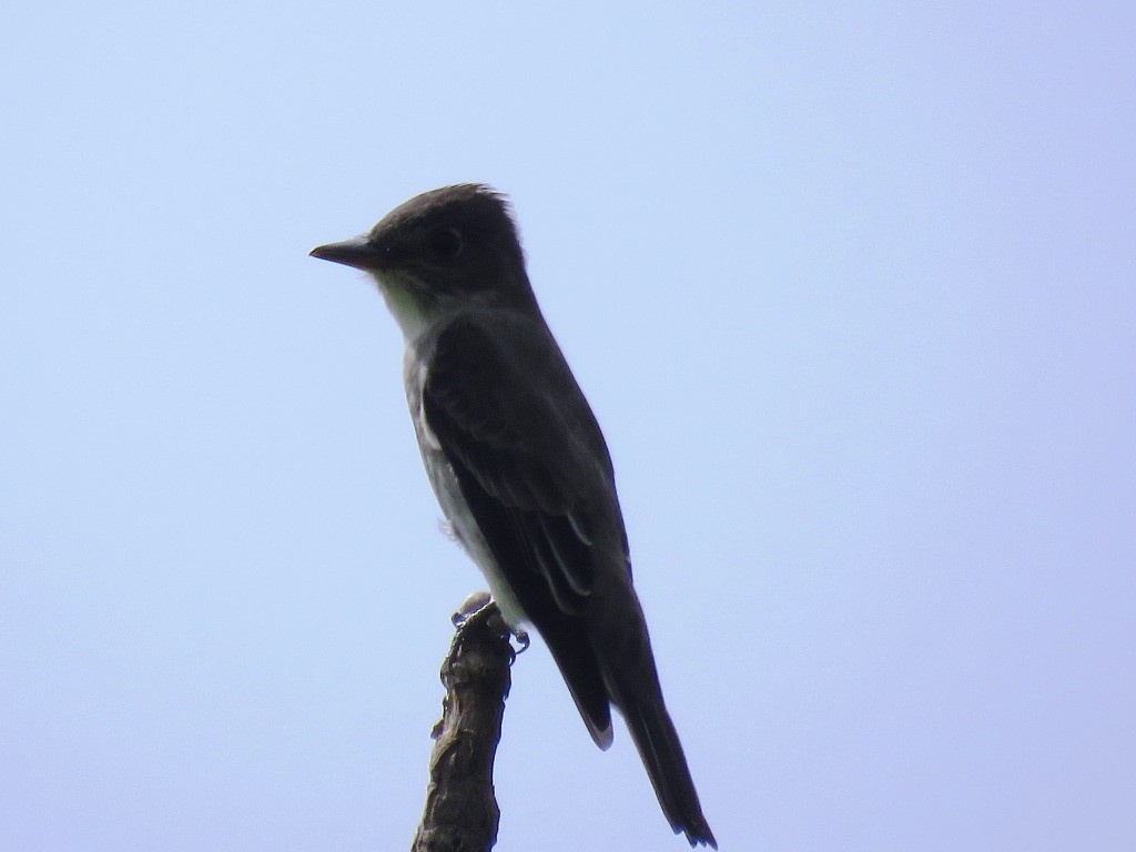 Western Wood-Pewee - ML638983661