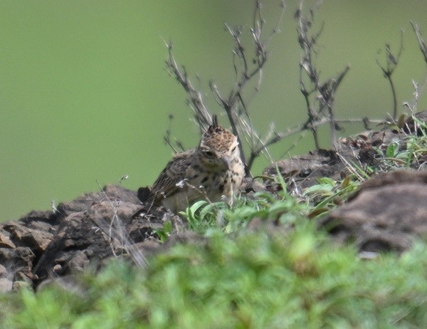 Indian Bushlark - ML638983666
